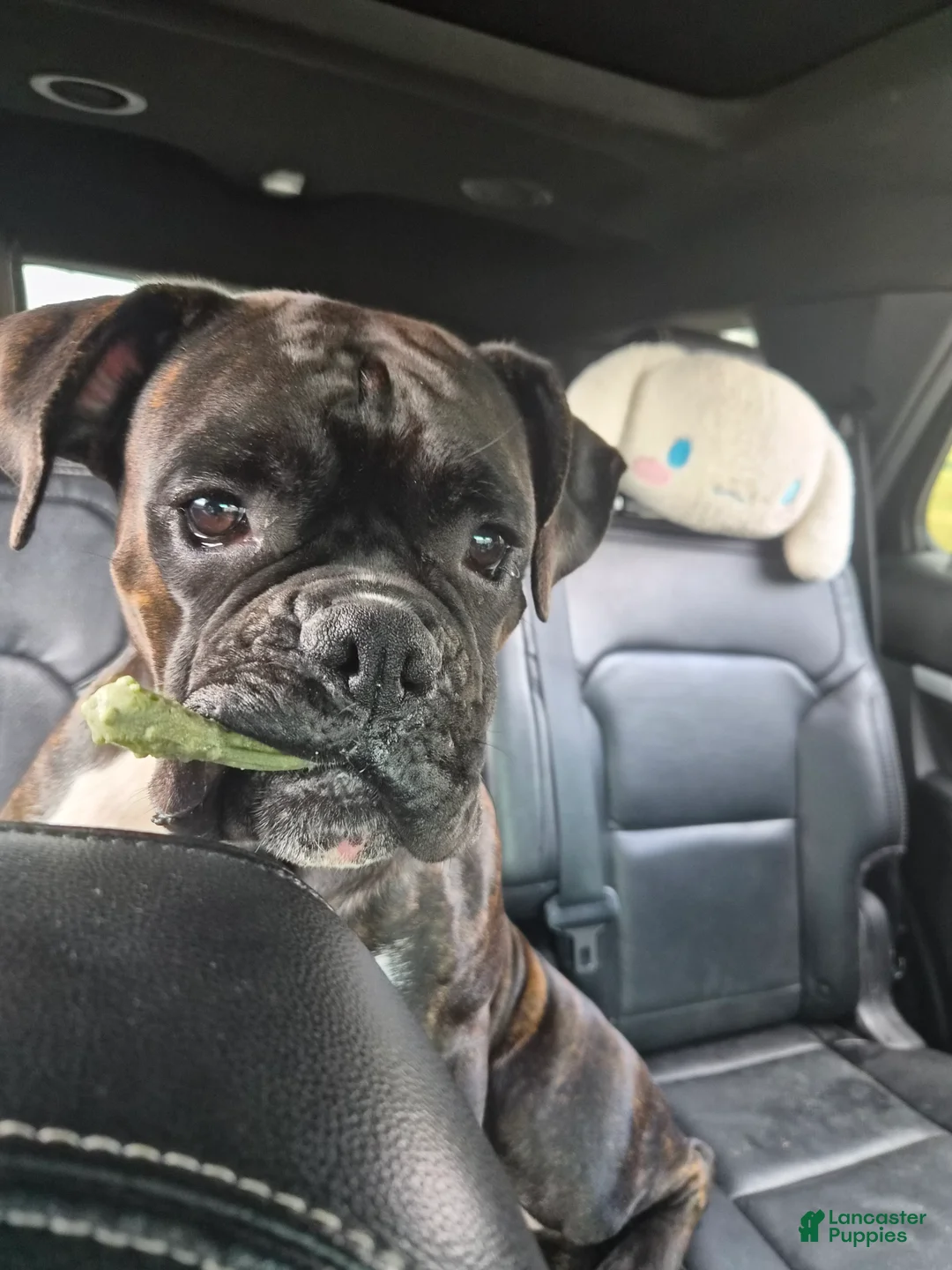 Gallery Image {{count}}