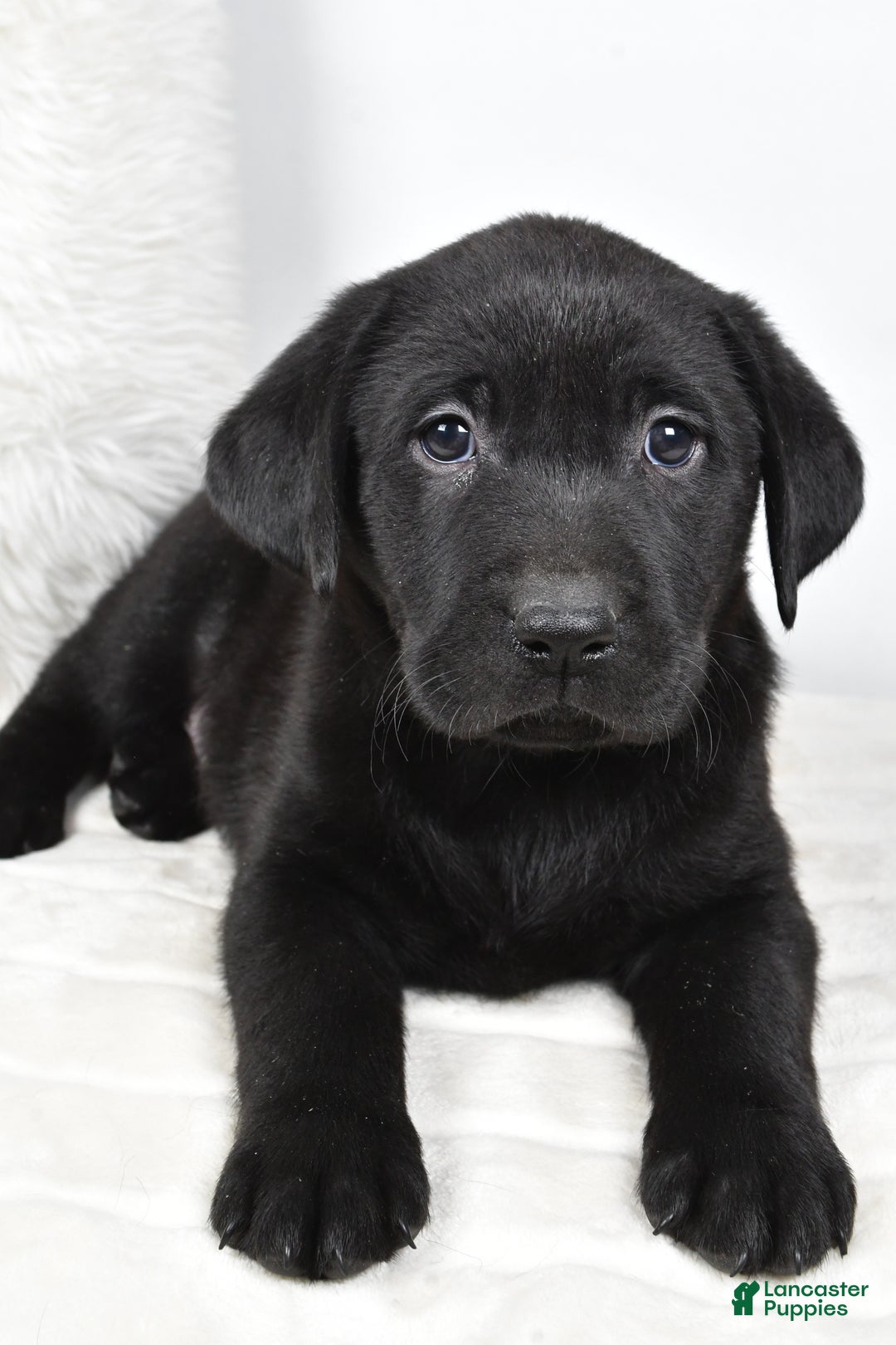 Labrador Retriever dogs for sale: Lucy - Ad 10