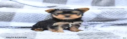 Yorkshire Terrier dogs for sale: Hickory - Ad 1