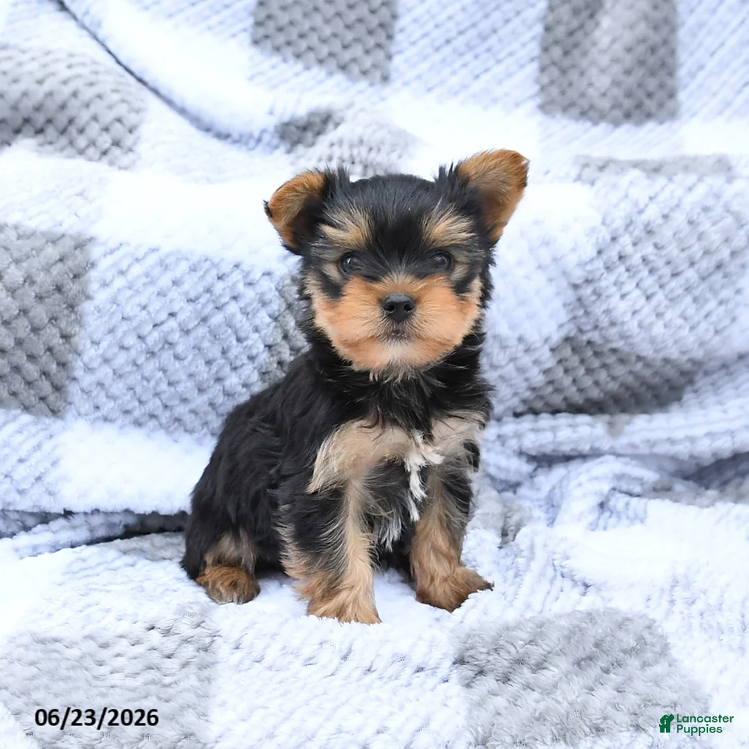 Yorkshire Terrier dogs for sale: Hickory - Ad 1