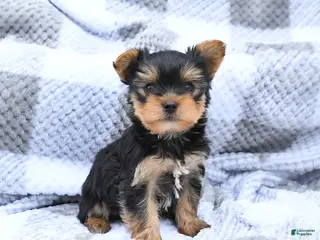 Yorkshire Terrier dogs for sale: Hickory - Ad 2