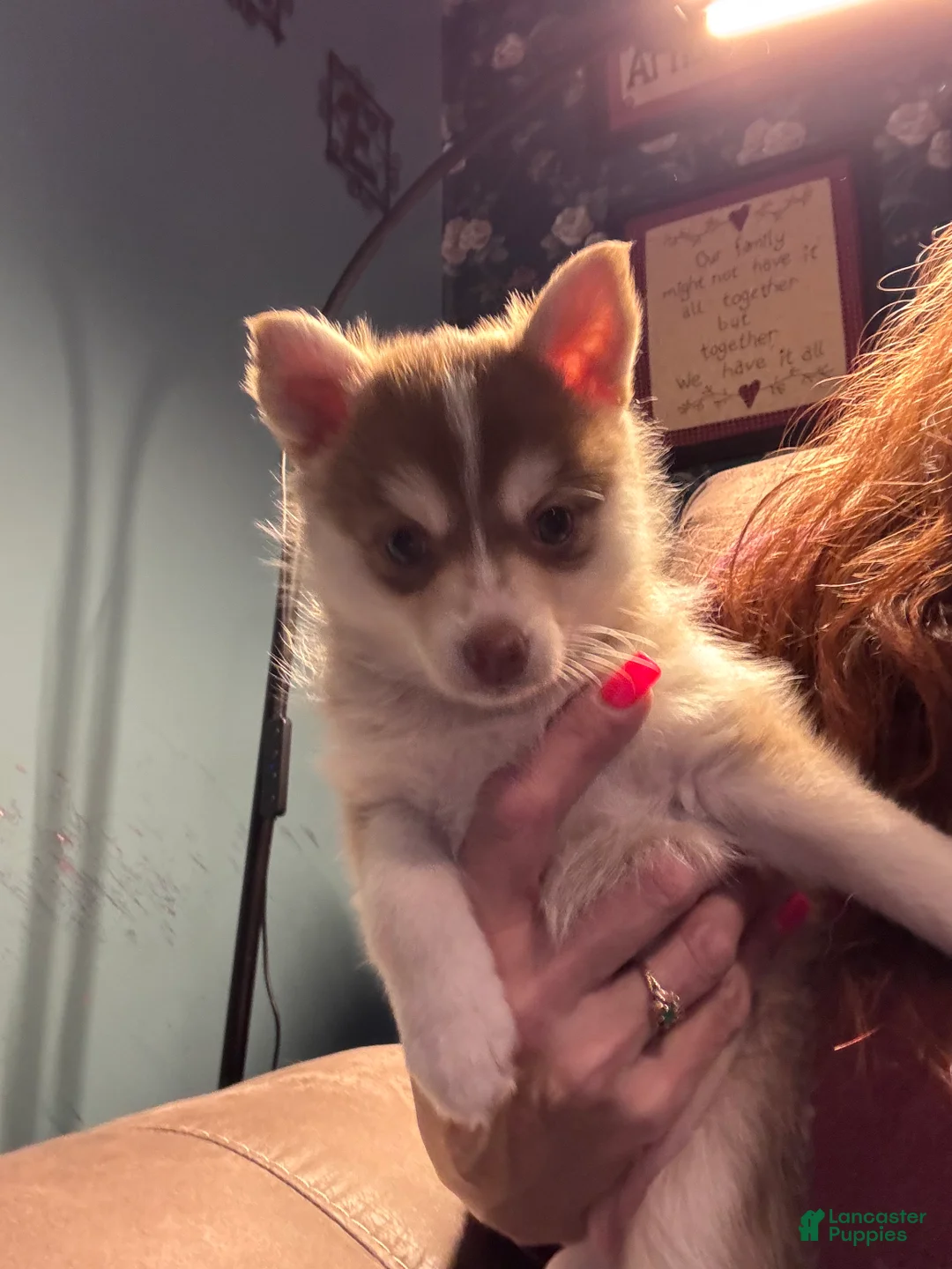 Pomsky dogs for sale: Pomsky Puppy 2 - Ad 1