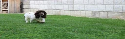 Cocker Spaniel dogs for sale: Lulu - Ad 6