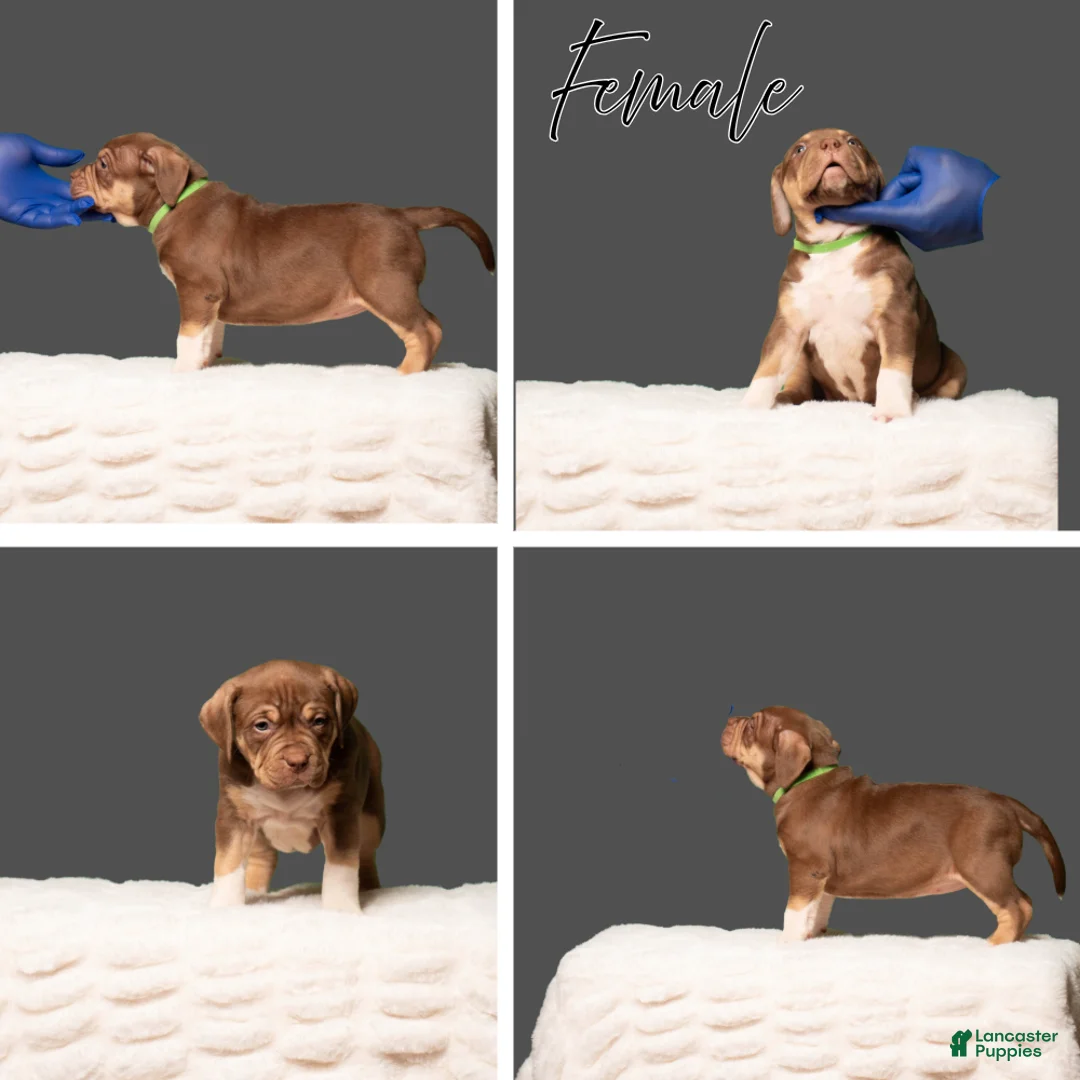 American Bully dogs for sale: American Bully Puppy 4 - Ad 1