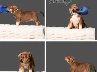 American Bully dogs for sale: American Bully Puppy 4 - Ad 2