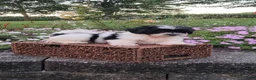 Teddy Bear dogs for sale: Daisy - Ad 9