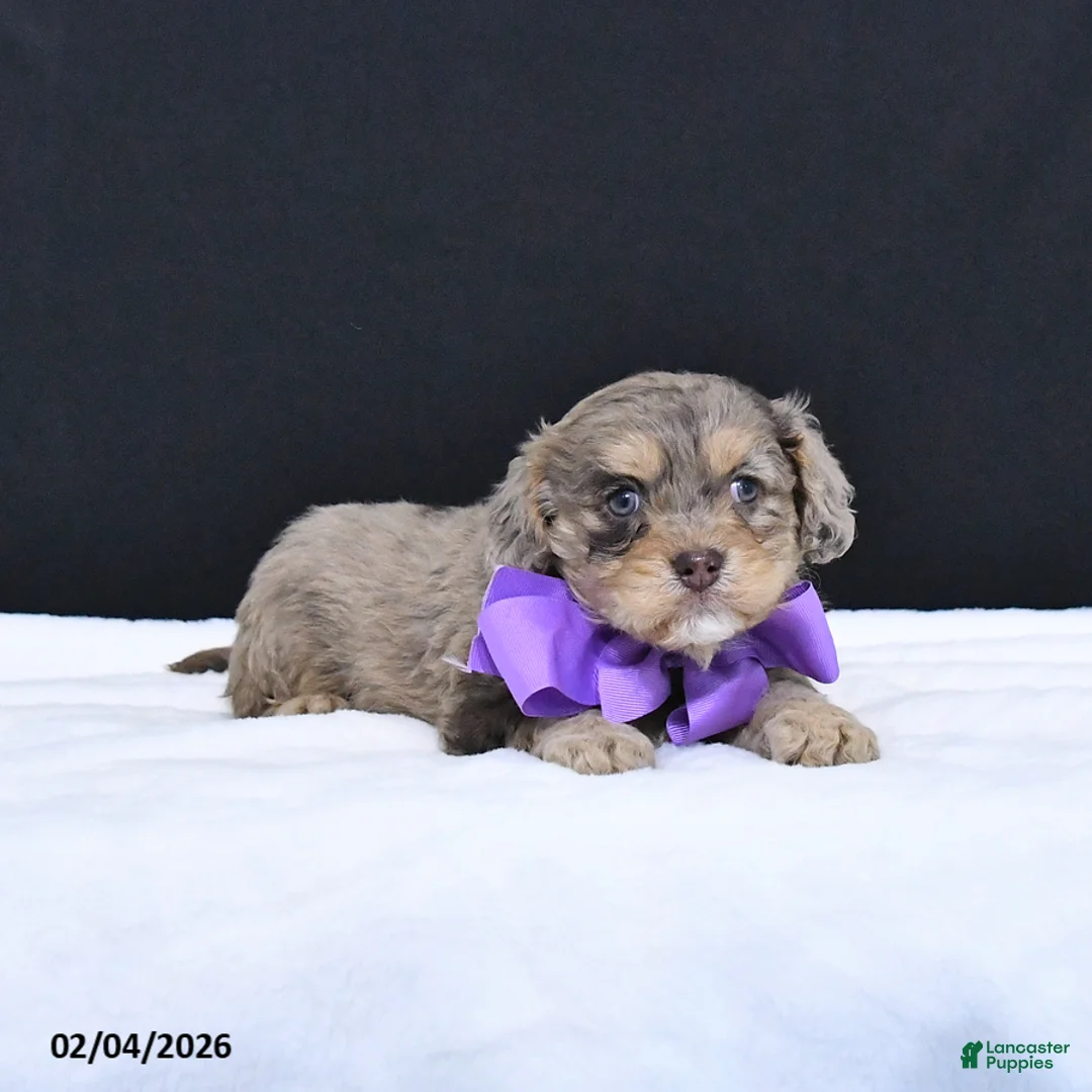 Cavapoo dogs for sale: Zoey - Ad 3