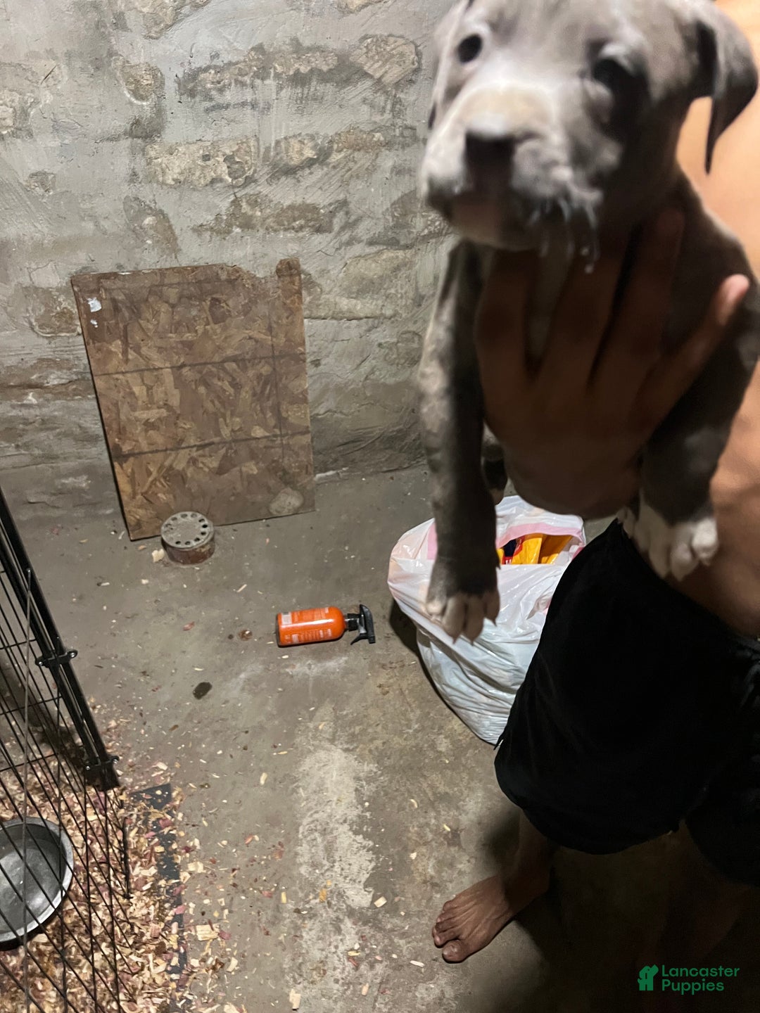 American Pit Bull Terrier dogs for sale: Pluto - Ad 3