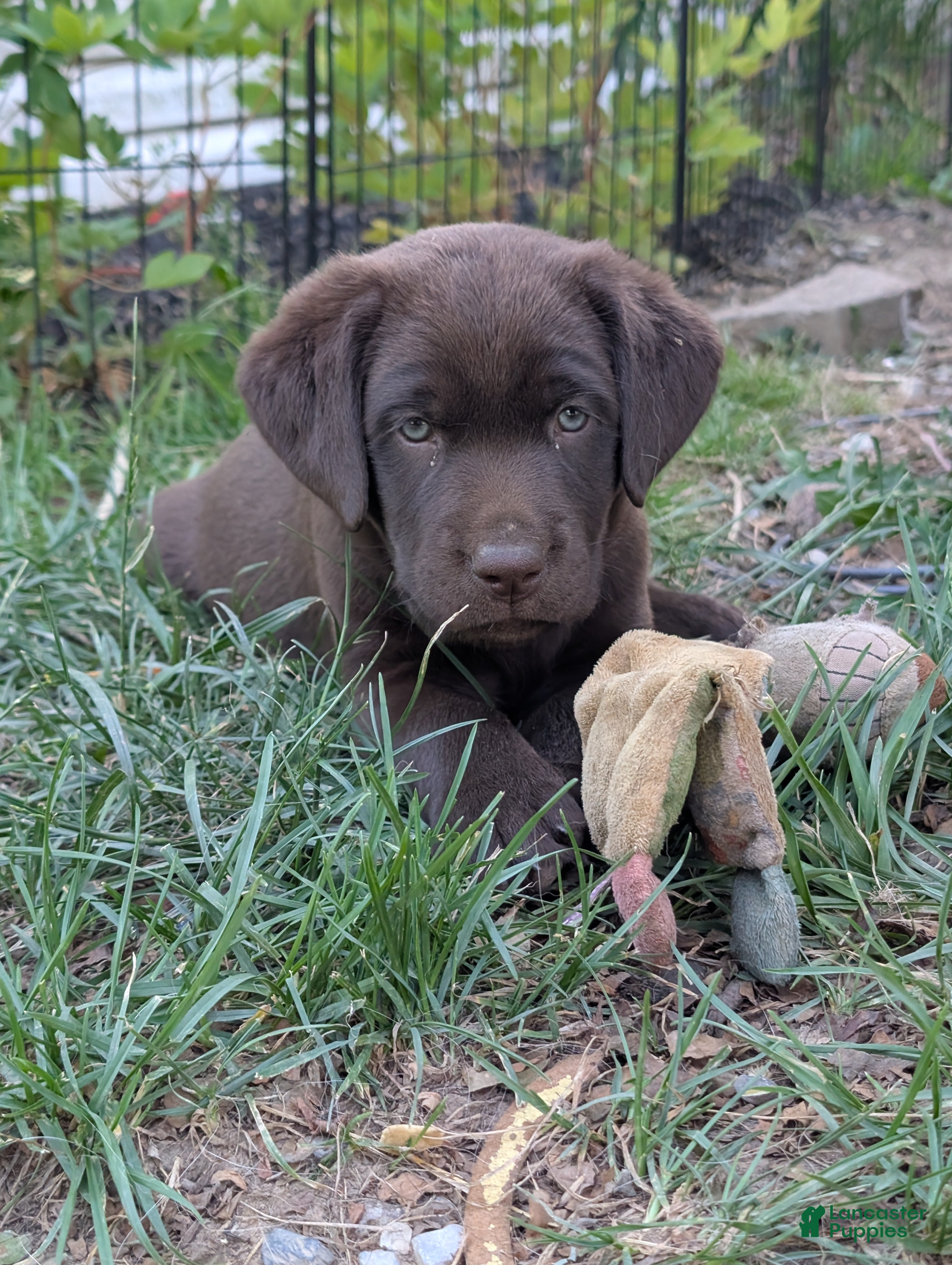 Labrador Retriever dogs Daisy - Ad 1