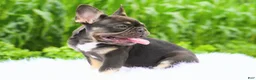 French Bulldog dogs for sale: Mochi - Ad 4