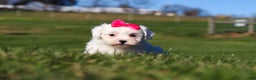 Shihpoo dogs for sale: Lily - Ad 6