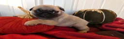 Pug dogs for sale: Pug 1 Tweety - Ad 4