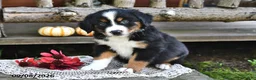 Mixed Breed dogs for sale: Ryan - Ad 5