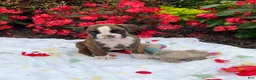 Boxer dogs for sale: Koby - Ad 1