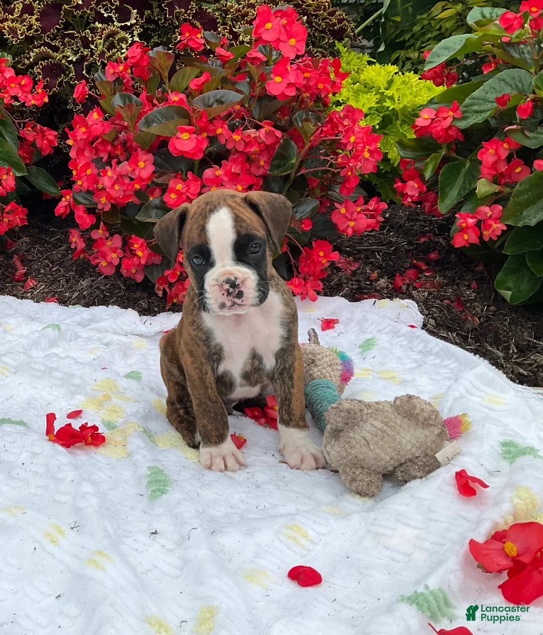Boxer dogs for sale: Koby - Ad 1
