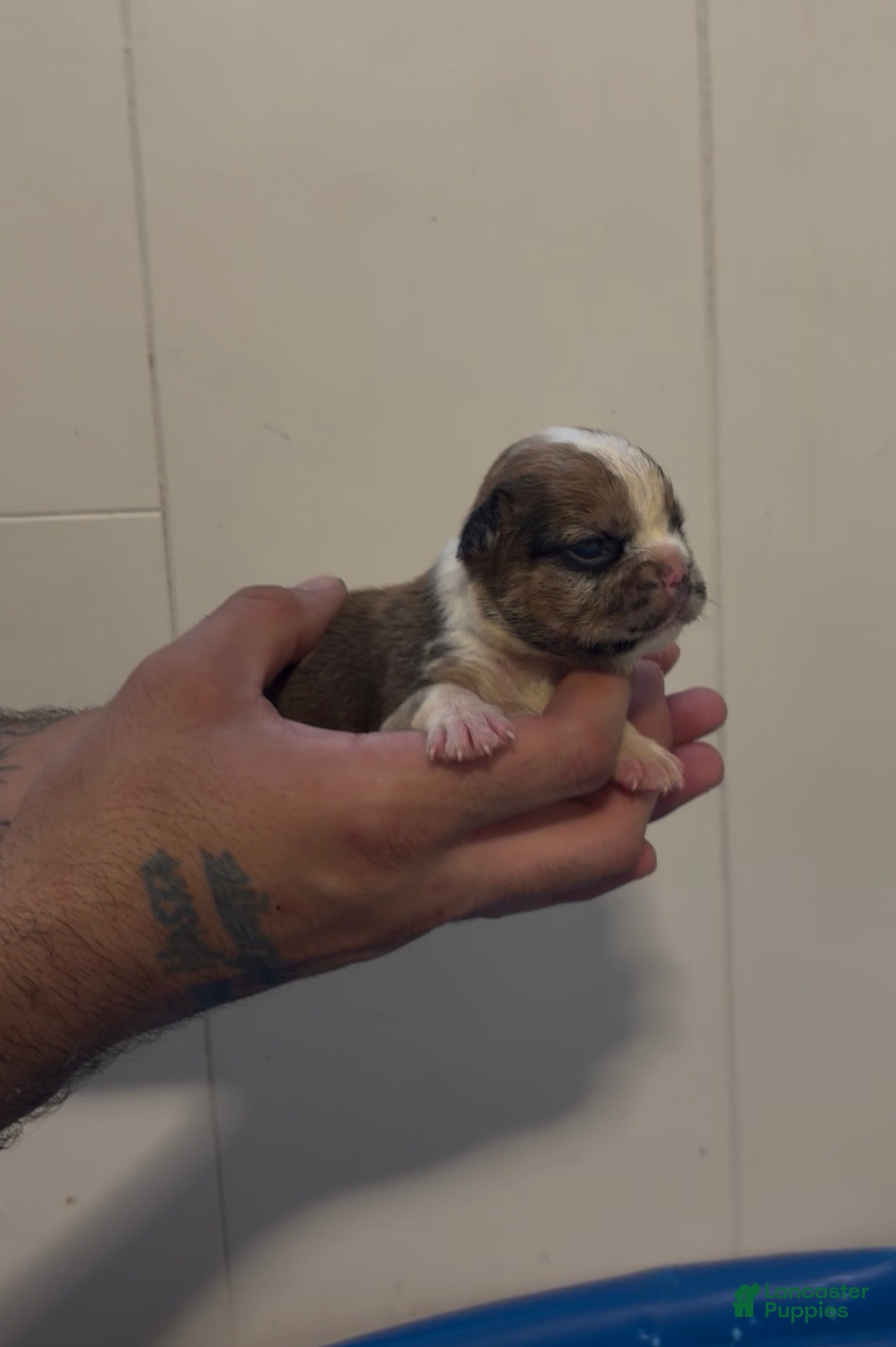 French Bulldog dogs French Bulldog 5 - Ad 39