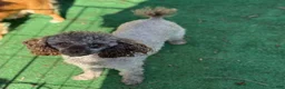 Miniature Poodle dogs for sale: GARY - Ad 4