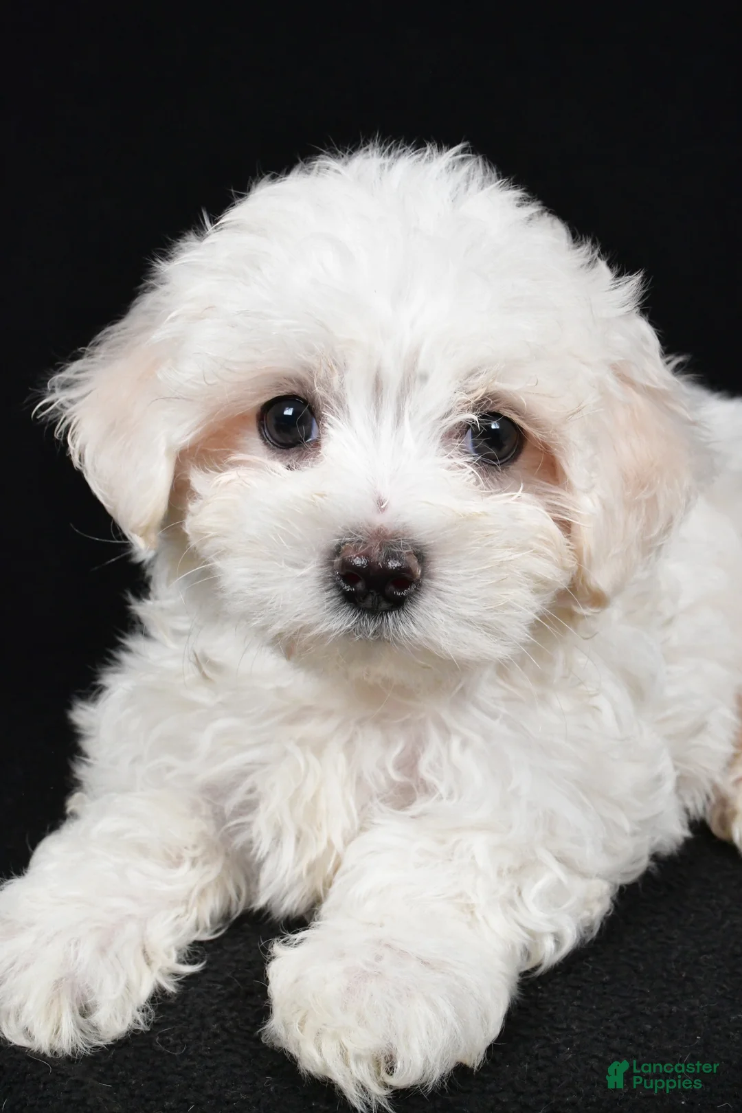 Maltese dogs for sale: Clay - Ad 3