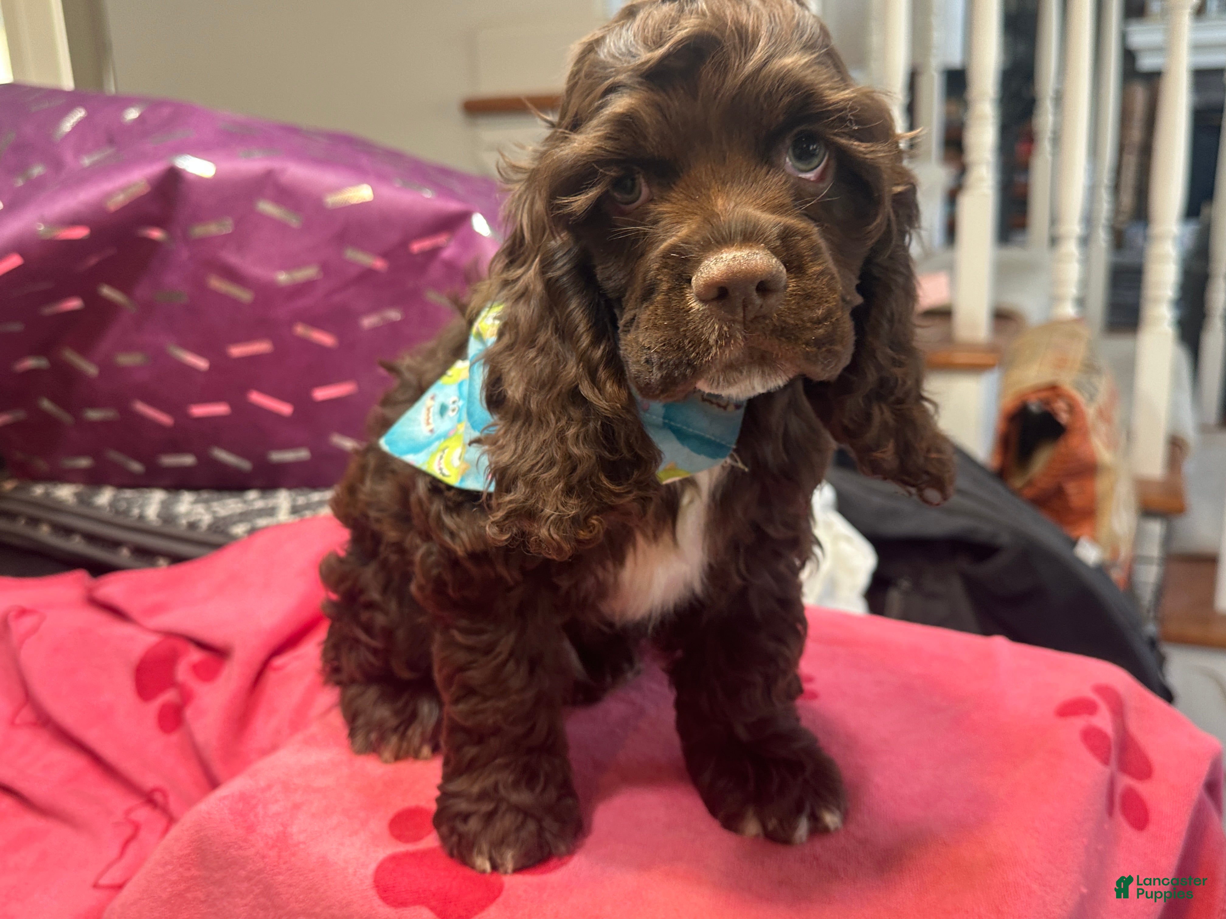 Cocker Spaniel dogs Cody -AKC Cocker Spaniel  - Ad 1