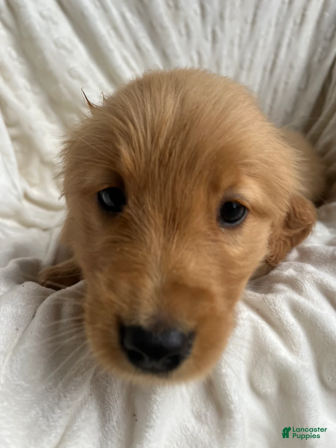 Golden Retriever dogs for sale: Golden Retriever Puppy 8 - Ad 5