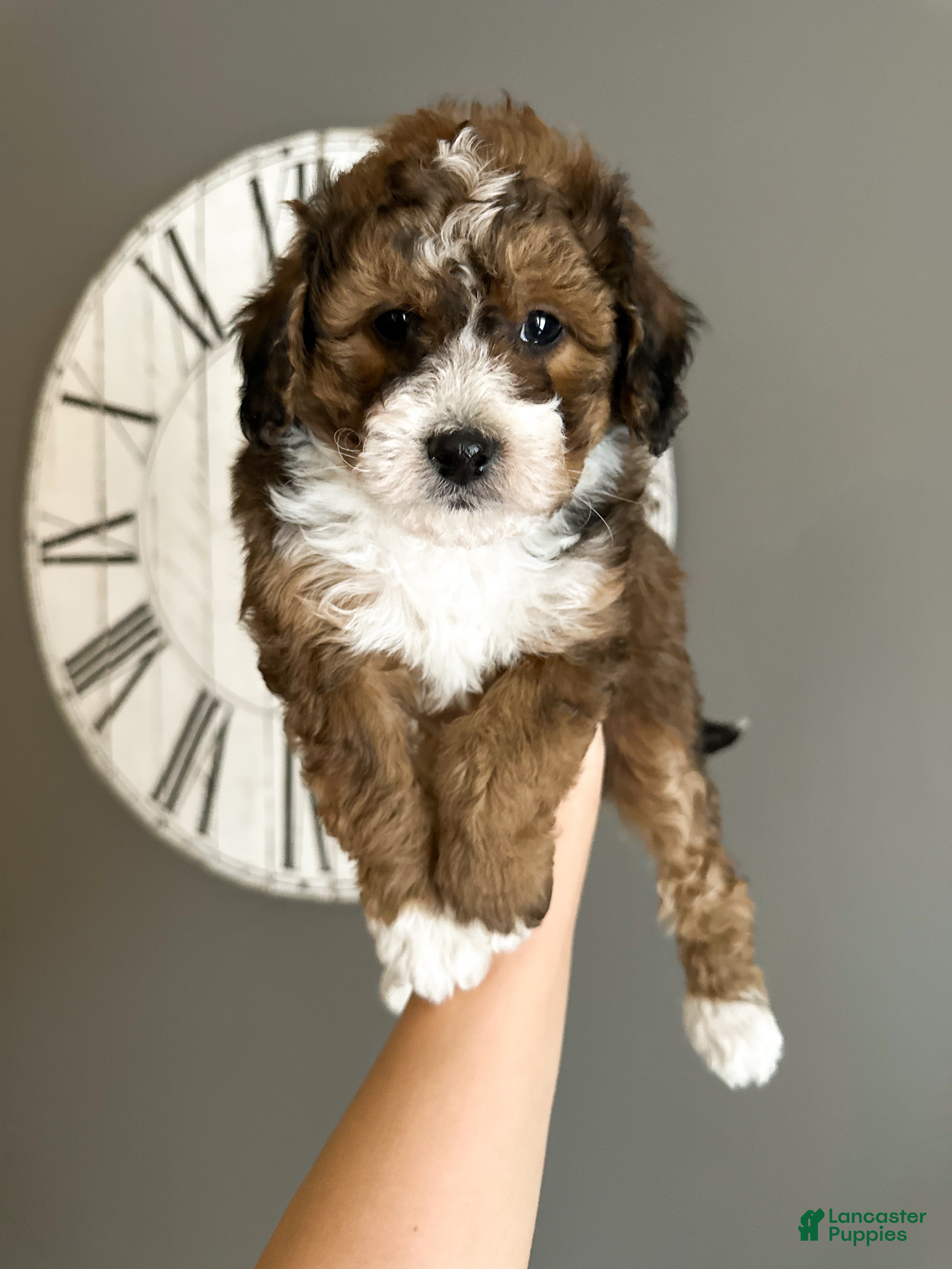 Cavachon dogs Woody - Ad 21
