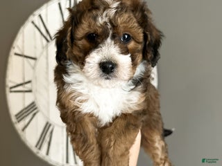 Cavachon dogs Woody - Ad 20