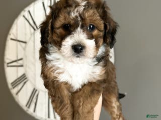 Cavachon dogs Woody - Ad 20