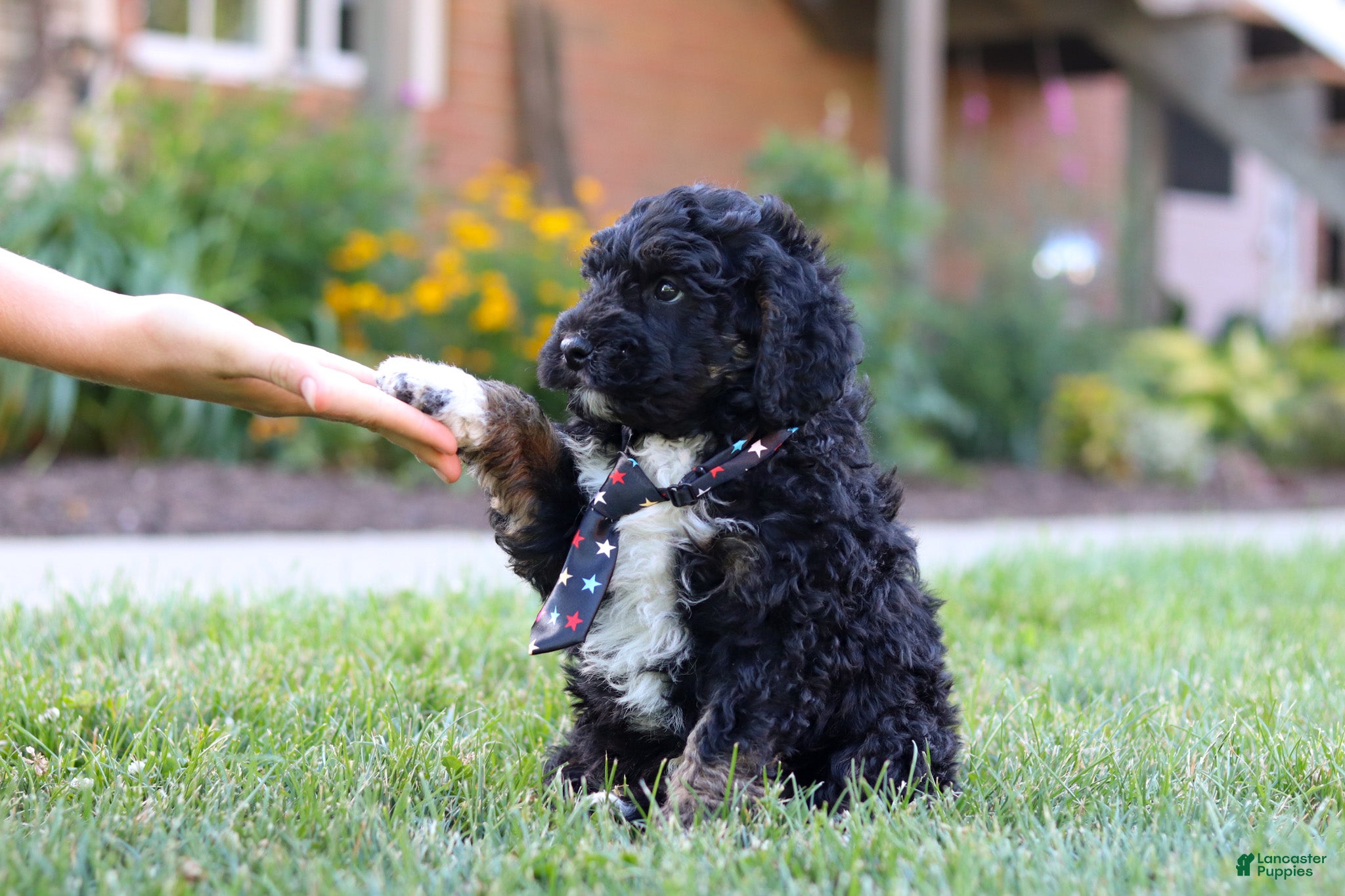 Bernedoodle dogs Denali - Ad 2