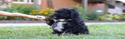 Bernedoodle dogs for sale: Denali - Ad 2