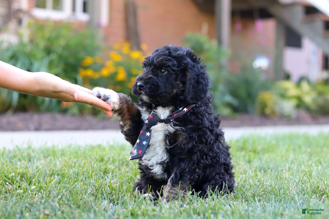 Bernedoodle dogs for sale: Denali - Ad 2