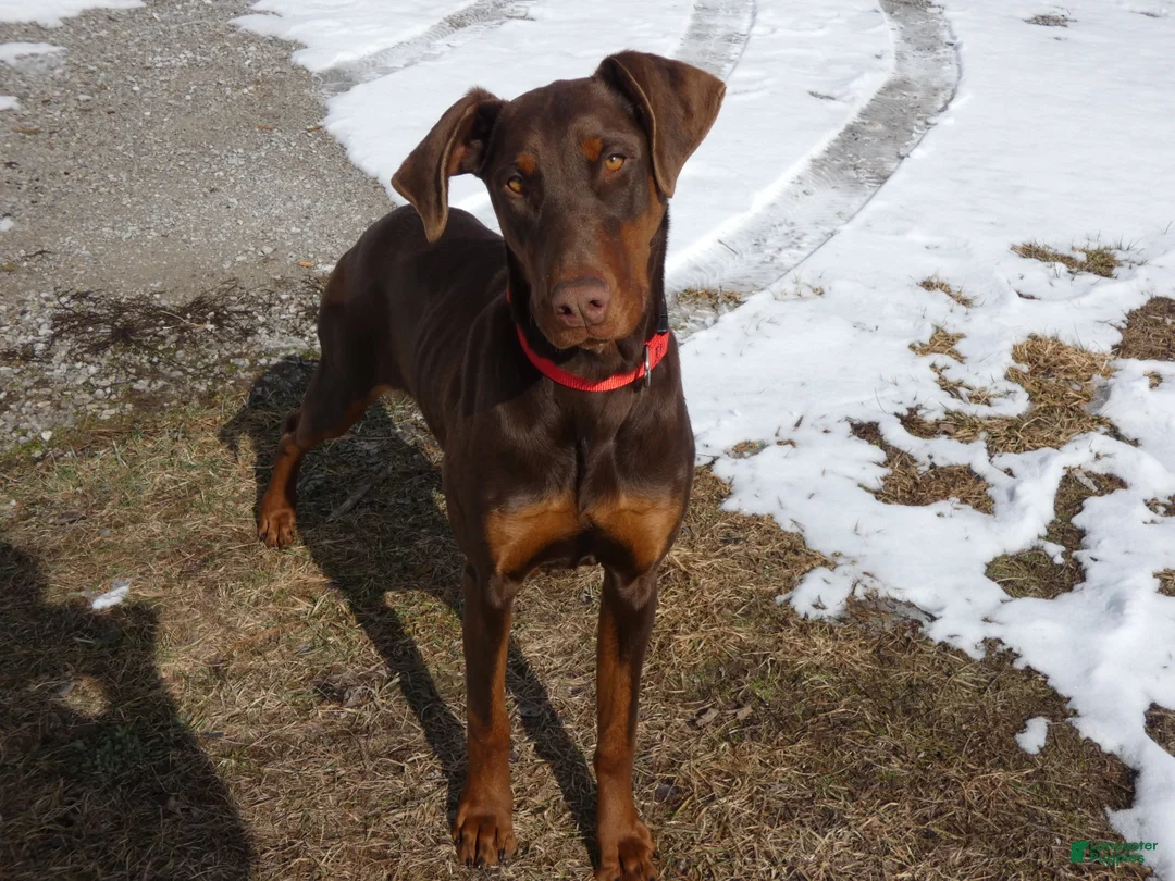 Doberman Pinscher dogs for sale: Doberman Pinscher Puppy 1 Mia - Ad 2