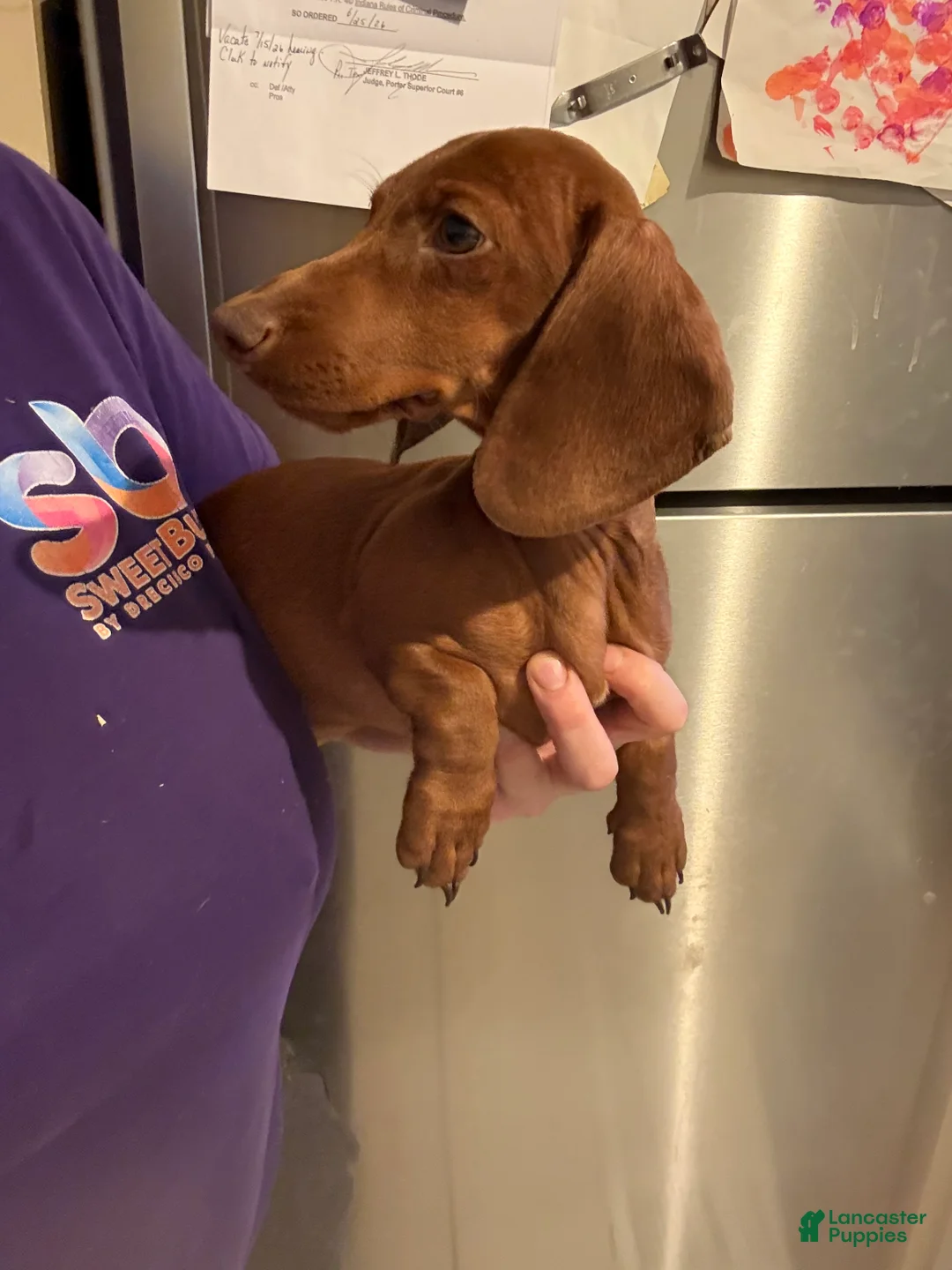 Miniature Dachshund dogs for sale: Miniature Dachshund 2 - Ad 2