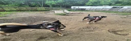 Mixed Breed dogs for sale: Rollo - Ad 5