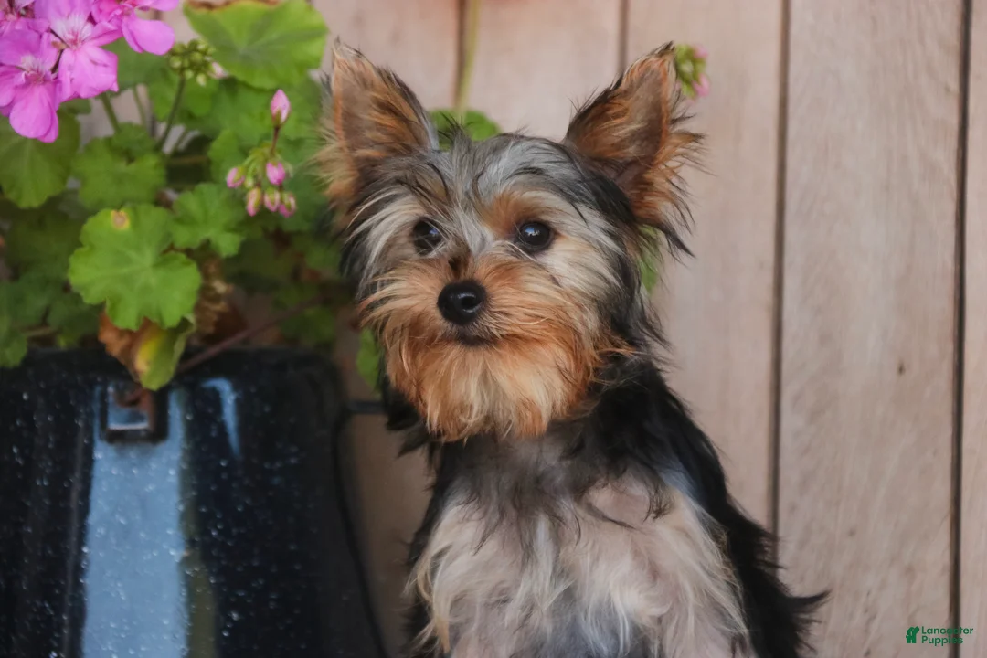 Yorkshire Terrier dogs for sale: Lucy - Ad 2