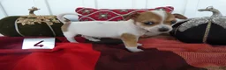Chihuahua dogs for sale: Chihuahua 4 Darla - Ad 2