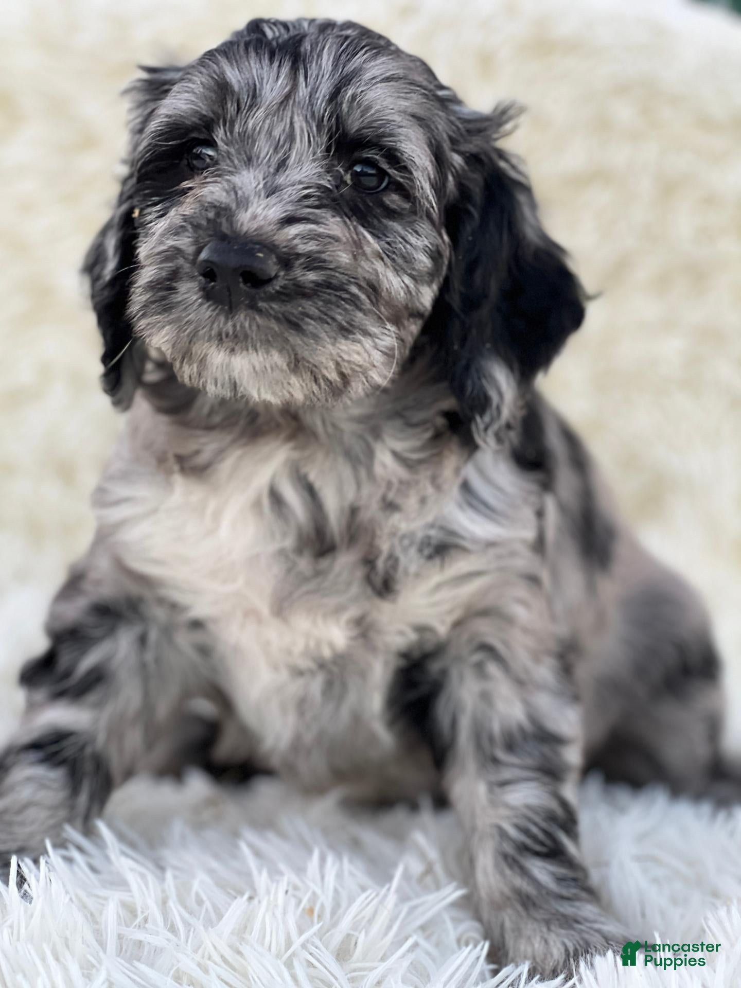 Mixed Breed dogs for sale: Margot - Ad 2