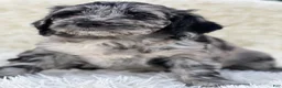 Mixed Breed dogs for sale: Margot - Ad 2