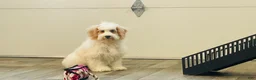 Miniature Poodle dogs for sale: Dazzler Miniature Poodle  - Ad 9