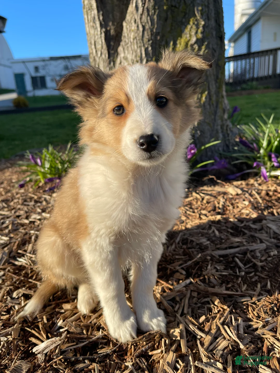 Shetland Sheepdog dogs for sale: CHERRY - Ad 2