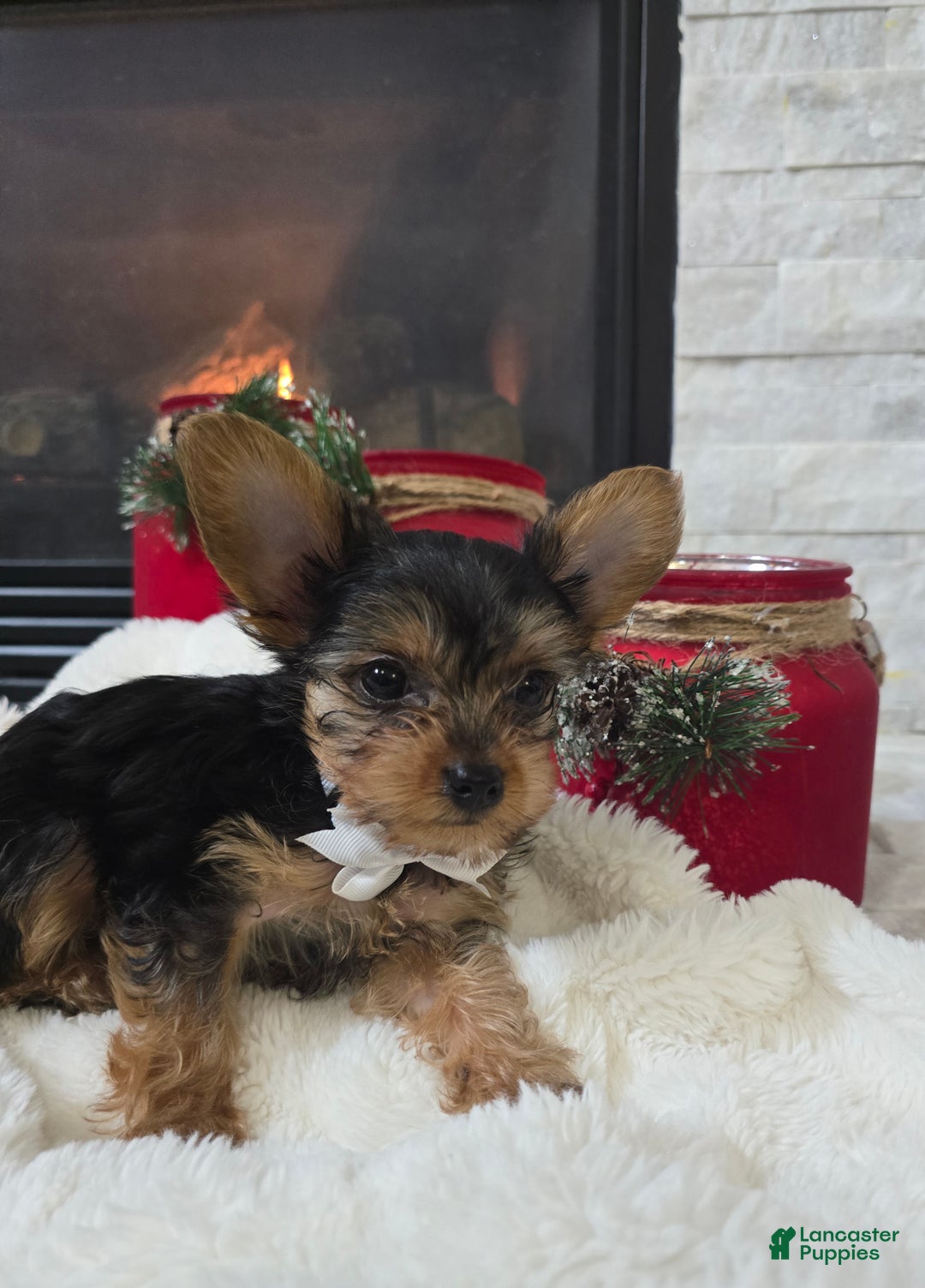 Yorkshire Terrier dogs for sale: Pluto - Ad 1