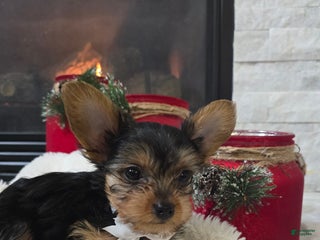 Yorkshire Terrier dogs Pluto - Ad 41