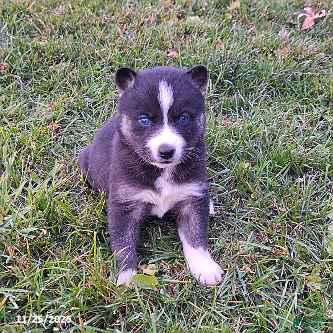 Gerberian Shepsky dogs for sale: Penny - Ad 1