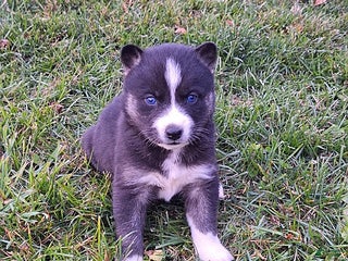 Gerberian Shepsky dogs Penny - Ad 12