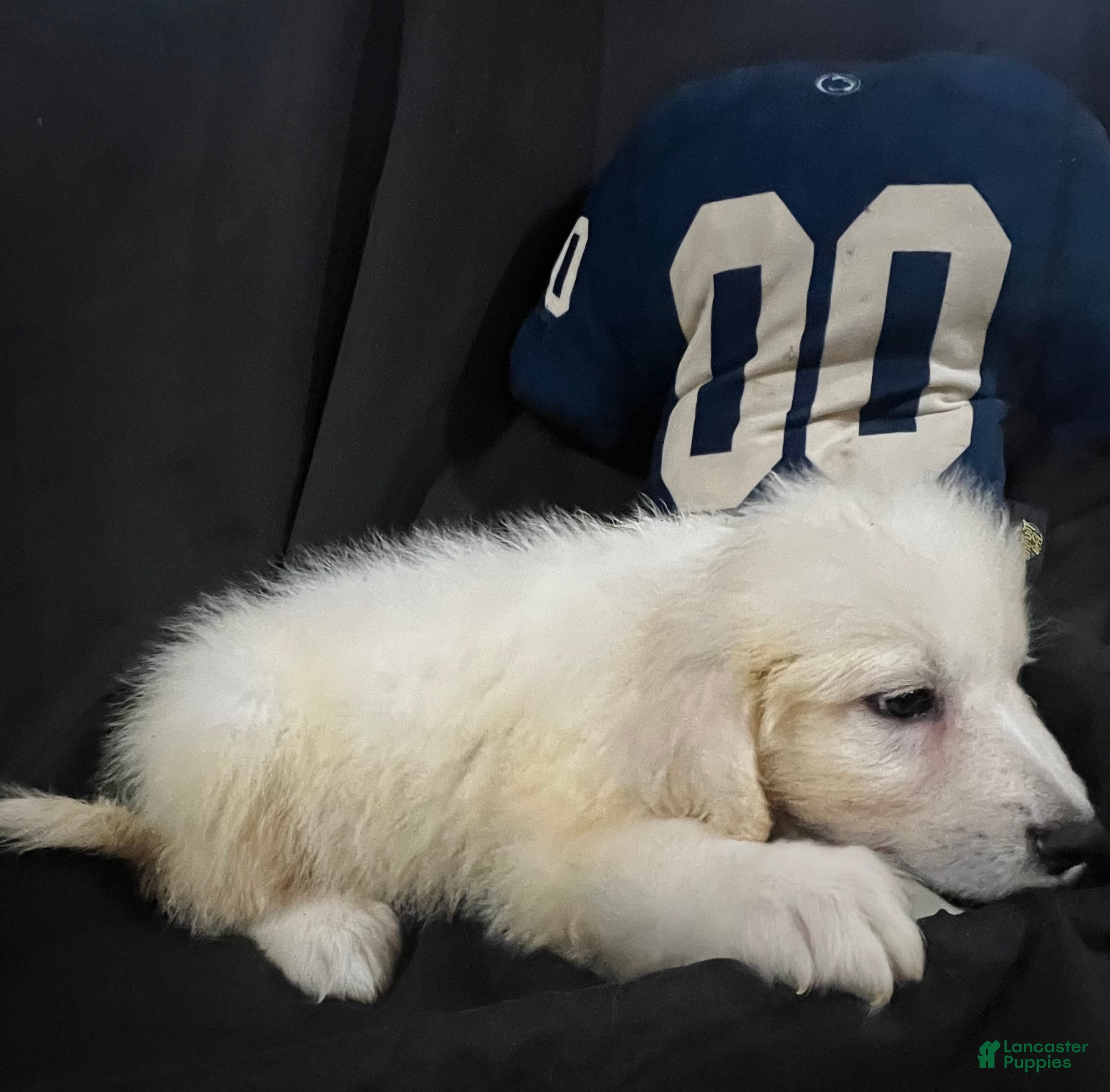 Great Pyrenees dogs Dutchess - Ad 2
