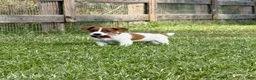 Jack Russell Terrier dogs for sale: Colt - Ad 4