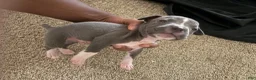 American Bully dogs for sale: American Bully 7 - Ad 1