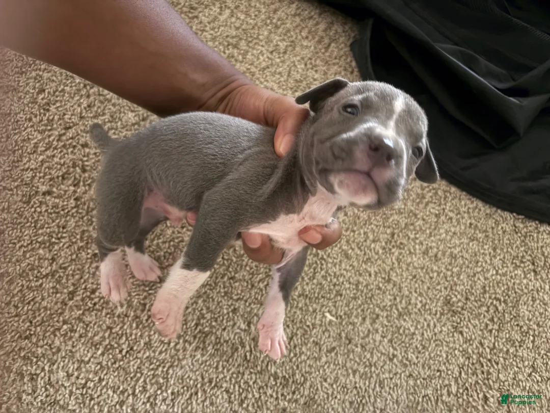 American Bully dogs for sale: American Bully 7 - Ad 1