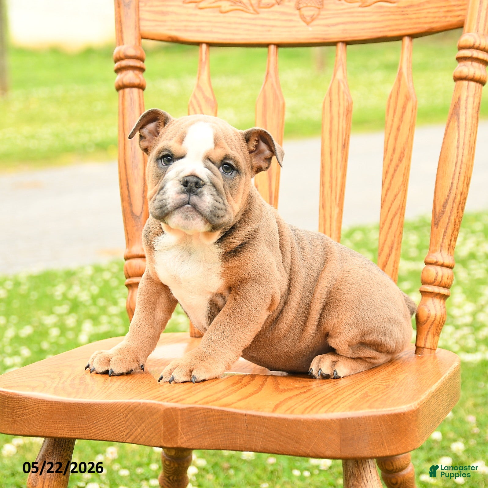 English Bulldog dogs Luna  - Ad 2