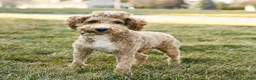 Mini Goldendoodle dogs for sale: Toby  - Ad 7