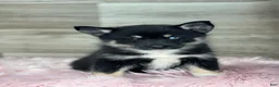 Pomsky dogs for sale: Ezra - Ad 3